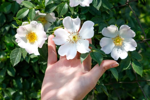 A close-up of a girl's hand holding a white flower