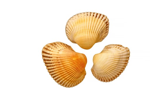 Sea clam shells, isolated on white