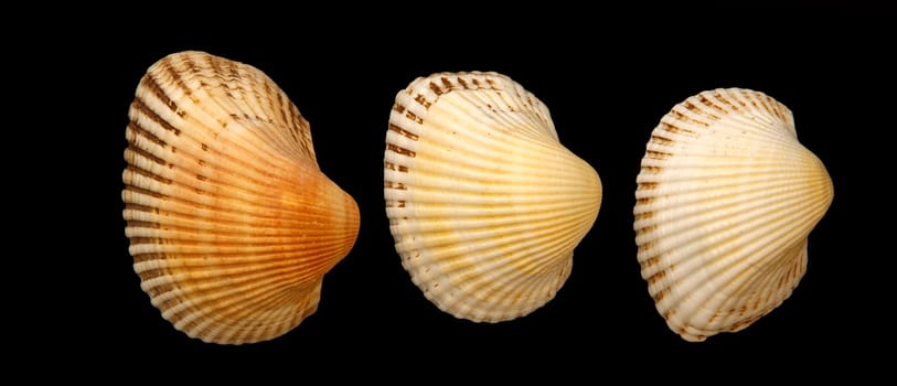 Sea clam shells, isolated on black