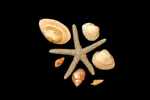 seashells set and starfish, isolated white background.