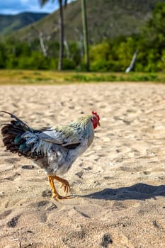 Free Beautiful Cock walking in the sand. Vertical view
