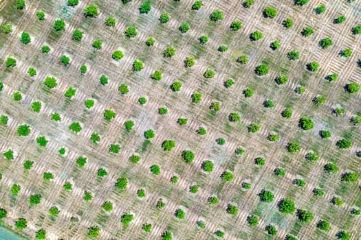 Aerial photography, top view of green trees rows. Agricultural fields, cultivated land.