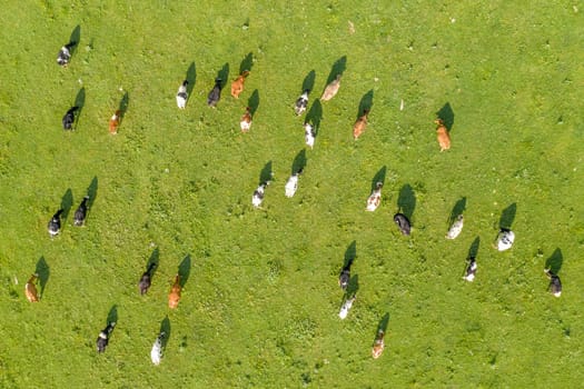 Aerial drone view of free grazing cows on a natural pastureland. Dairy farm. Growing livestock. Cattle breeding.