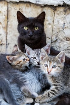 Mother cat and her three fluffy kittens. Vertical view