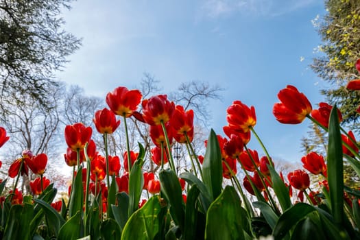 Many red tulips in the garden against the sky.