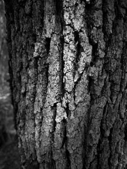 A part of a tree in black and white. Structure bark texture. 