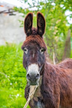 Portrait of a cute brown donkey with big ears in the farm