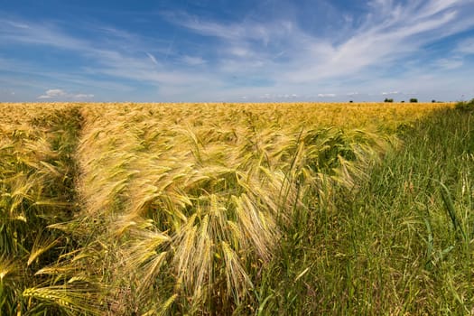 Ears of wheat, the golden ripe field of wheat