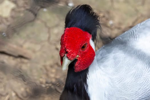 Portrait of silver pheasant. Lophura nycthemera head with a tuft. 