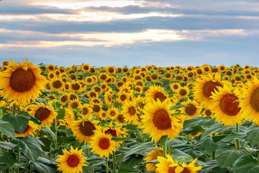 Field with sunflower flowers against the sunset sky.