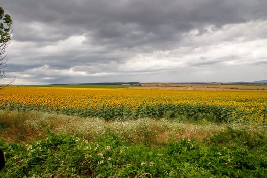 rural landscape with blooming sunflowers and field after harvest with hay bales