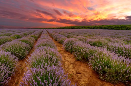 Lavender flowers bloom scented fields in endless rows at Amazing sunset 