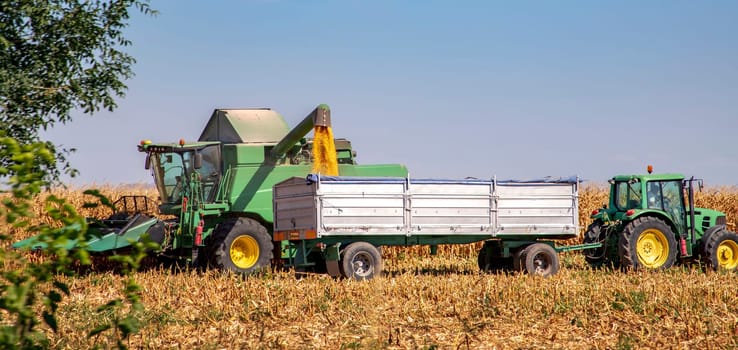 Combine harvester uploads harvest sunflower grains to dump truck. Harvesting season. 