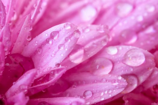 A close view of beautiful pink leaves with water drops.