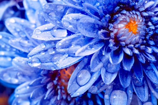 Blooming Mums or Chrysanthemums in blue, abstract color