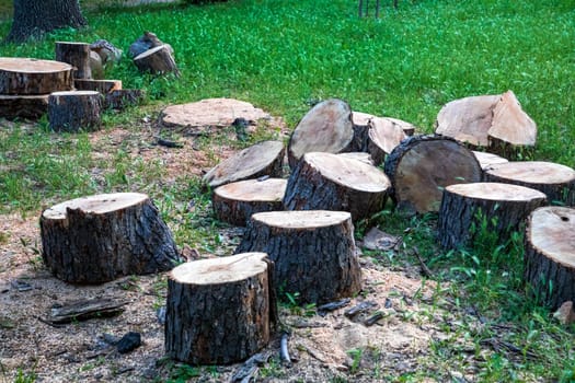 A freshly cut tree on slices and stump in a meadow