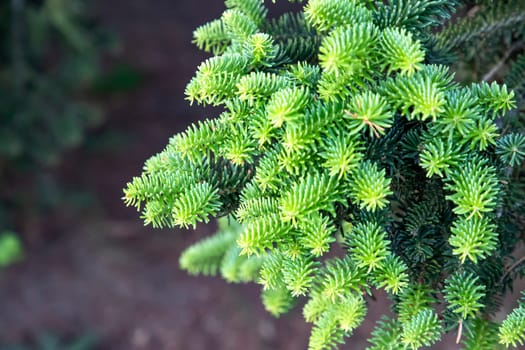 Young green fir tree branches with small needles.