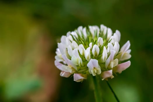 Macro image of a white clover flower on a green lawn with a defocused background.