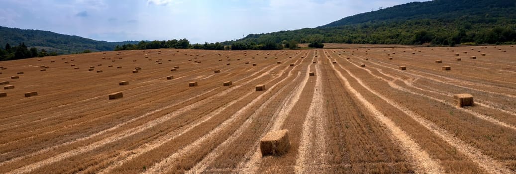 Hay bales on the field after harvest. Panoramic view
