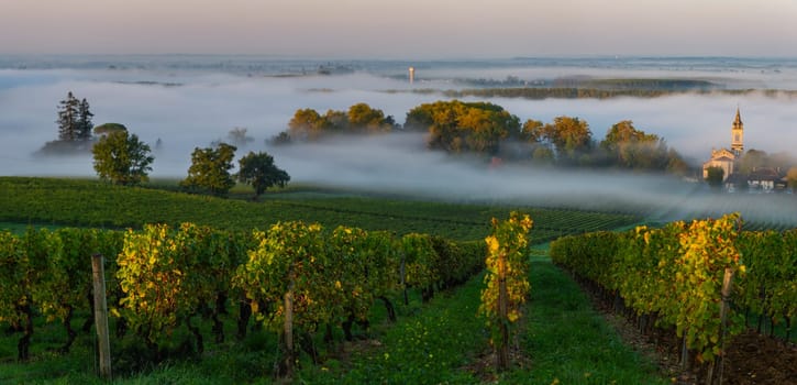 Sunset landscape and smog in bordeaux wineyard, Loupiac, France, Europe, High quality photo