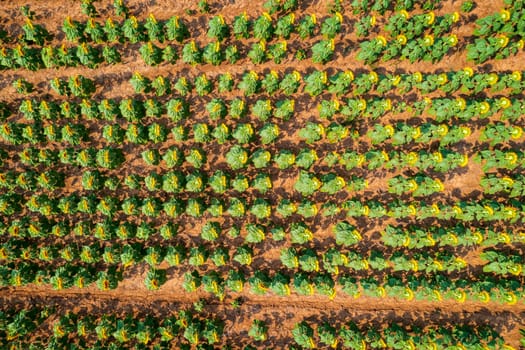 Top view from a drone of a sunflower field surface in the summer. Natural background