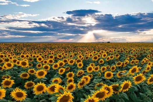 Field with sunflower flowers against the sunset sky.