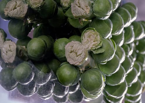 Fresh raw organic green brussel sprouts on stalks on Reflection black background with Natural sunlight. Brussel Sprouts Groninger vegetable, Uncooked Rosenkaal Brussel sprouts, Space for text, Selective focus.