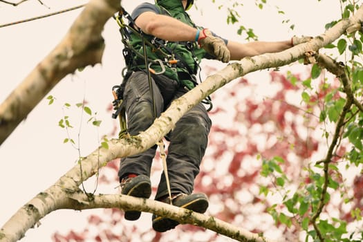 The worker on giant tree