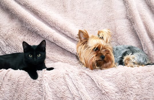 Small funny black kitten near Yorkshire Terrier on fabric background
