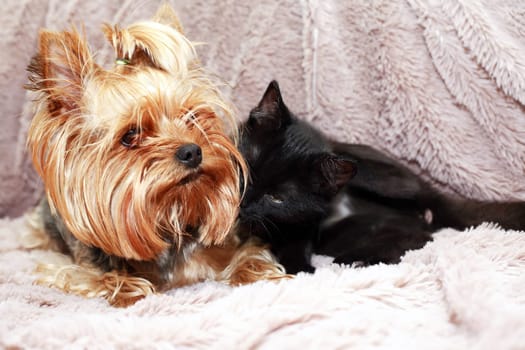 Small funny black kitten near Yorkshire Terrier on fabric background