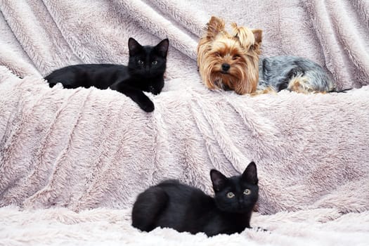 Two small funny black kittens near Yorkshire Terrier on fabric background