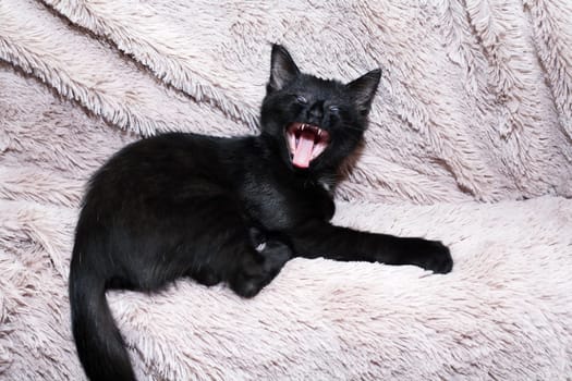 A small black kitten yawns on a fabric background