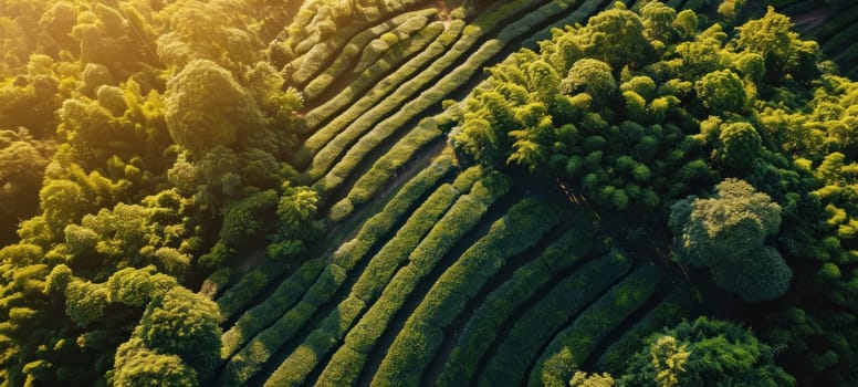 Top view of sun-kissed ecological tea garden, showcasing the beauty of agricultural artistry