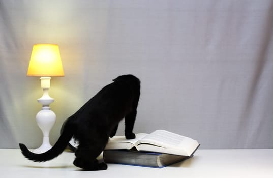 A small black kitten near table lamp, clock and open book