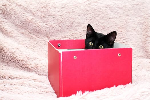 Small black kitten in red cardboard box on fabric background