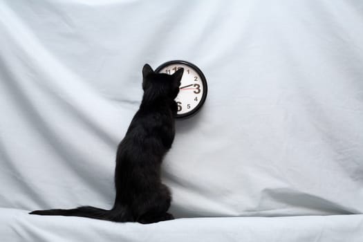 A small black kitten finds out what time it is