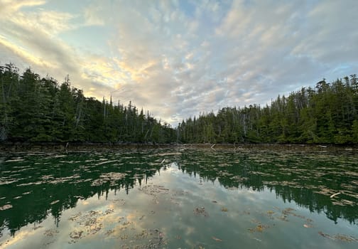 Scenic view of a bay or anchorage along the Central Coast of British Columbia filled with logs and debris. Near Stryker Island, British Columbia, Canada