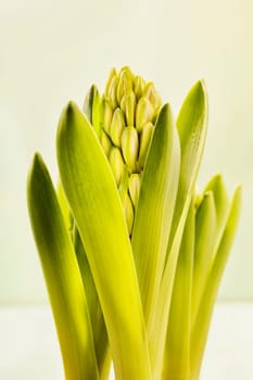 Flowering plant of hyacinth , not blossomed  bulbous flower ,