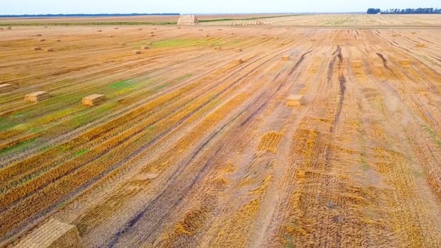 Square bales of pressed wheat straw lie on the field after the wheat harvest at sunset and dawn. Compressed straw bales on farm land after harvest. Agricultural farming industry. Agrarian industrial