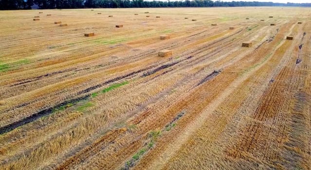 Square bales of pressed wheat straw lie on the field after the wheat harvest at sunset and dawn. Compressed straw bales on farm land after harvest. Agricultural farming industry. Agrarian industrial