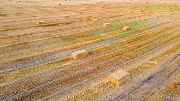 Square bales of pressed wheat straw lie on the field after the wheat harvest at sunset and dawn. Compressed straw bales on farm land after harvest. Agricultural farming industry. Agrarian industrial