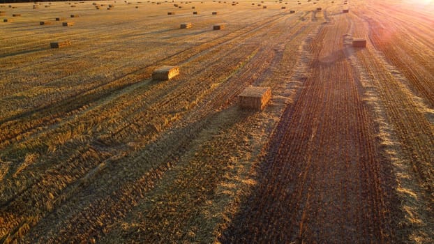 Square bales of pressed wheat straw lie on the field after the wheat harvest at sunset and dawn. Compressed straw bales on farm land after harvest. Agricultural farming industry. Agrarian industrial