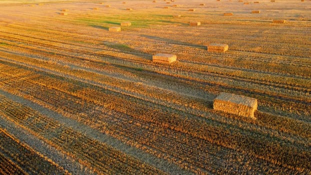 Square bales of pressed wheat straw lie on the field after the wheat harvest at sunset and dawn. Compressed straw bales on farm land after harvest. Agricultural farming industry. Agrarian industrial