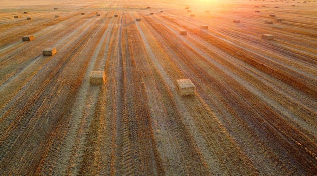 Square bales of pressed wheat straw lie on the field after the wheat harvest at sunset and dawn. Compressed straw bales on farm land after harvest. Agricultural farming industry. Agrarian industrial