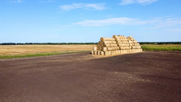 Many bales of rolls of dry straw after wheat harvest on field. Bales in form of rolls of yellow dried twisted straw collected together. Pressed straw. Stacking baling straw. Stacks Skirdy briquettes