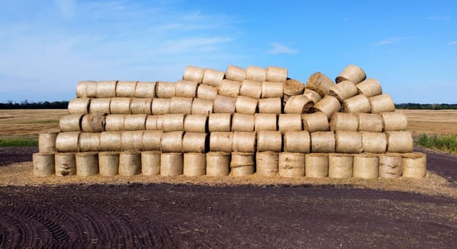 Many bales of rolls of dry straw after wheat harvest on field. Bales in form of rolls of yellow dried twisted straw collected together. Pressed straw. Stacking baling straw. Stacks Skirdy briquettes