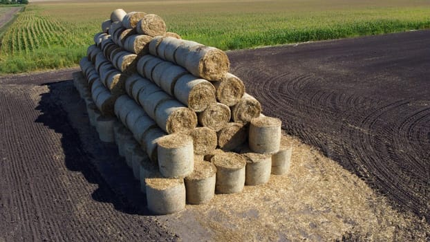 Many bales of rolls of dry straw after wheat harvest on field. Bales in form of rolls of yellow dried twisted straw collected together. Pressed straw. Stacking baling straw. Stacks Skirdy briquettes