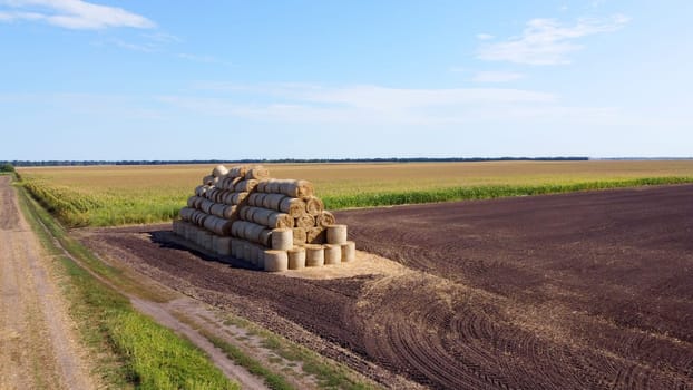 Many bales of rolls of dry straw after wheat harvest on field. Bales in form of rolls of yellow dried twisted straw collected together. Pressed straw. Stacking baling straw. Stacks Skirdy briquettes