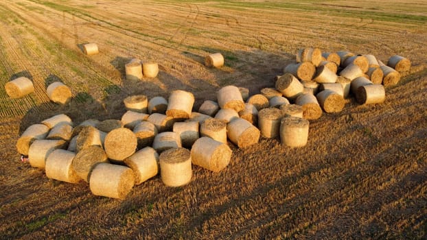 Many twisted dry wheat straw in roll bales on a field during sunset sunrise. Scattered bales of straw after the harvest twisted into rolls lying on the field. Rural landscape, countryside scenery