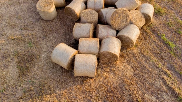 Many twisted dry wheat straw in roll bales on a field during sunset sunrise. Scattered bales of straw after the harvest twisted into rolls lying on the field. Rural landscape, countryside scenery